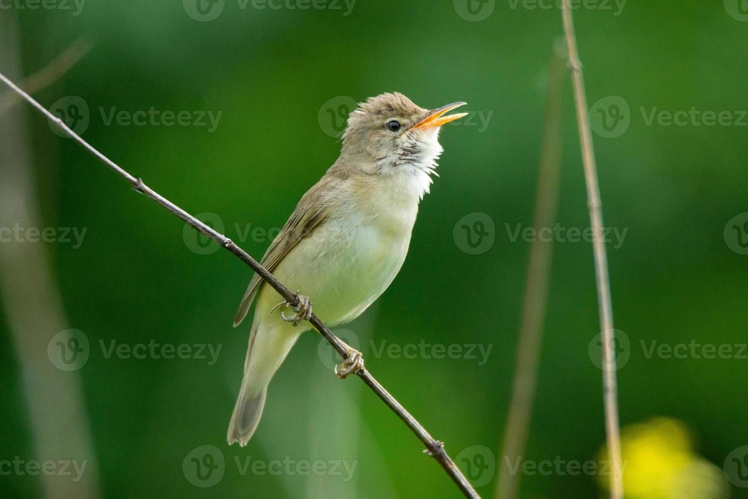 reed on a branch photo