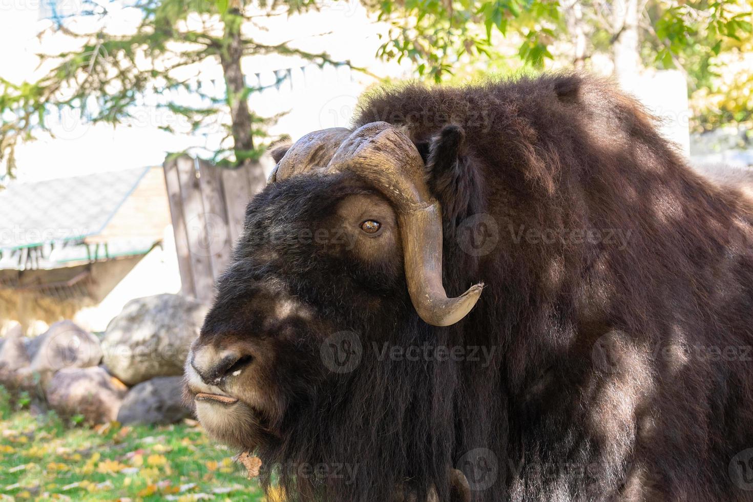 musk ox in the meadow photo