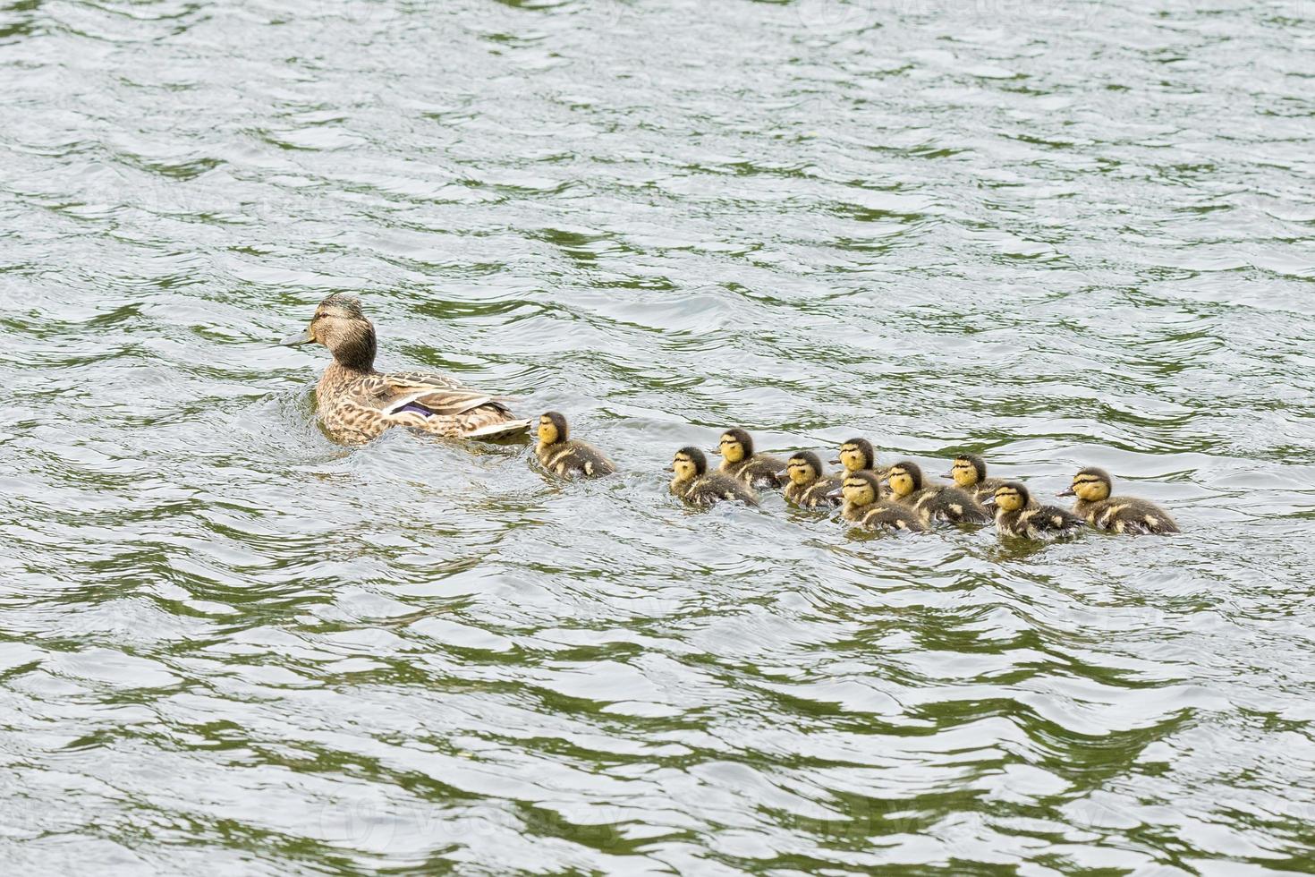 duck with ducklings in the pond photo