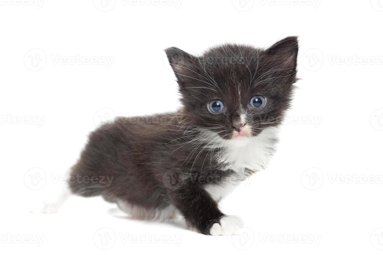 kitten on a white background photo