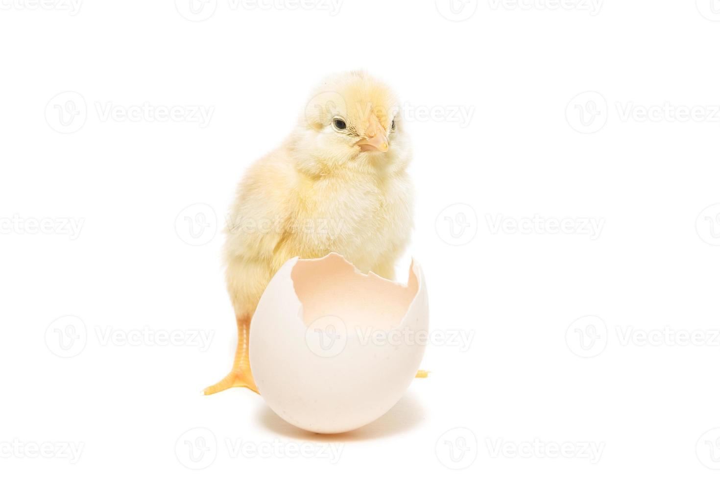 Chicken hatched from the shell photo