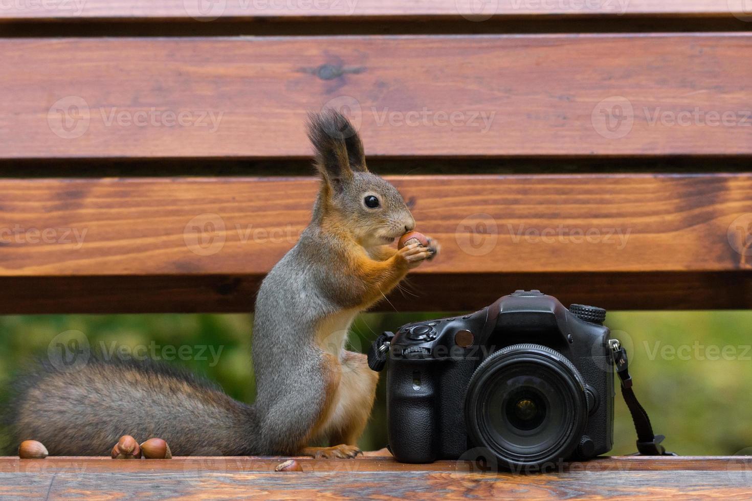 Squirrel photographs on the camera photo