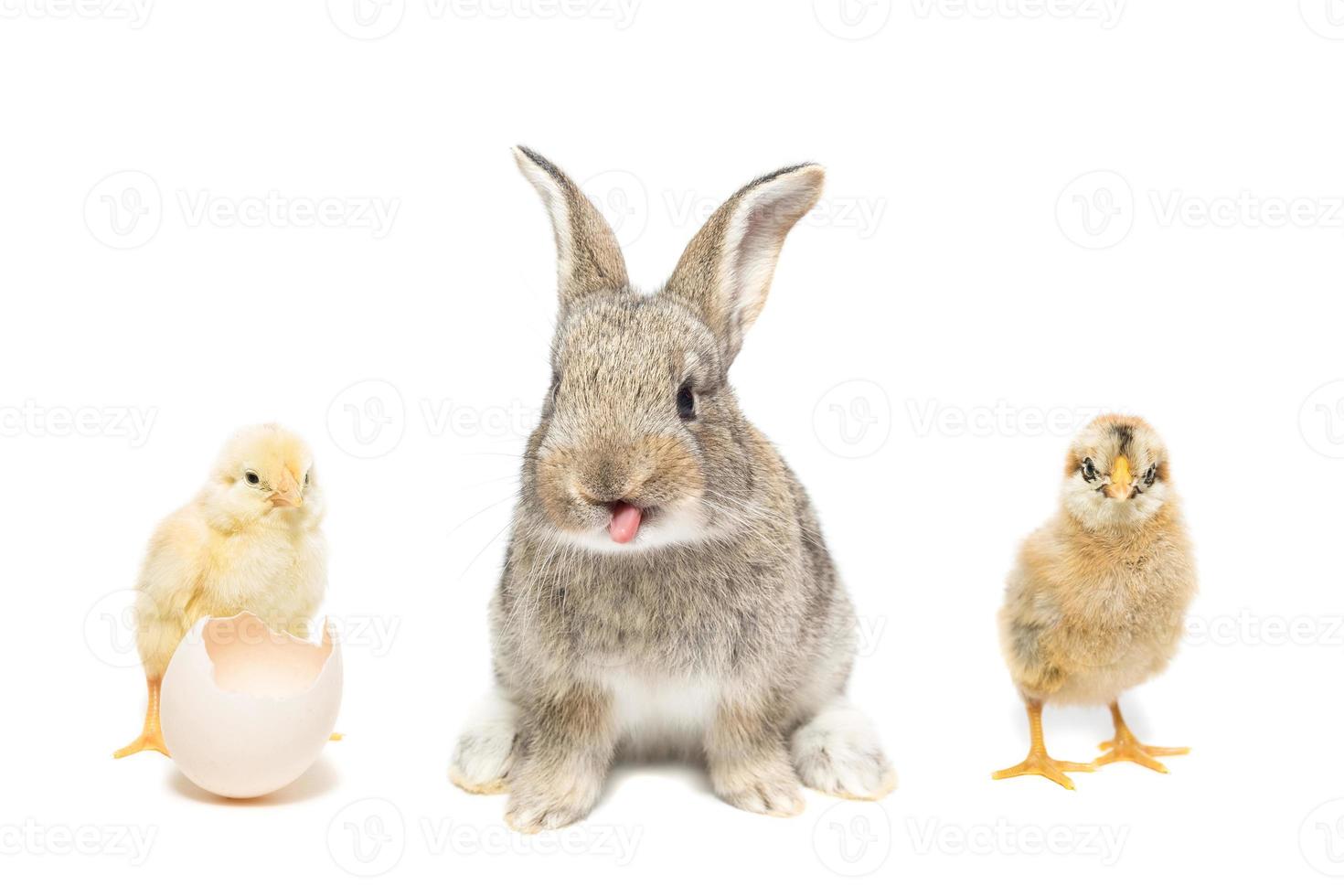 Bunny and chicken photo