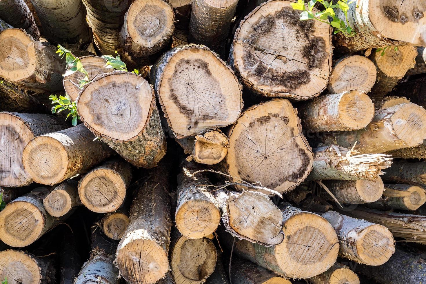 logs for logging photo