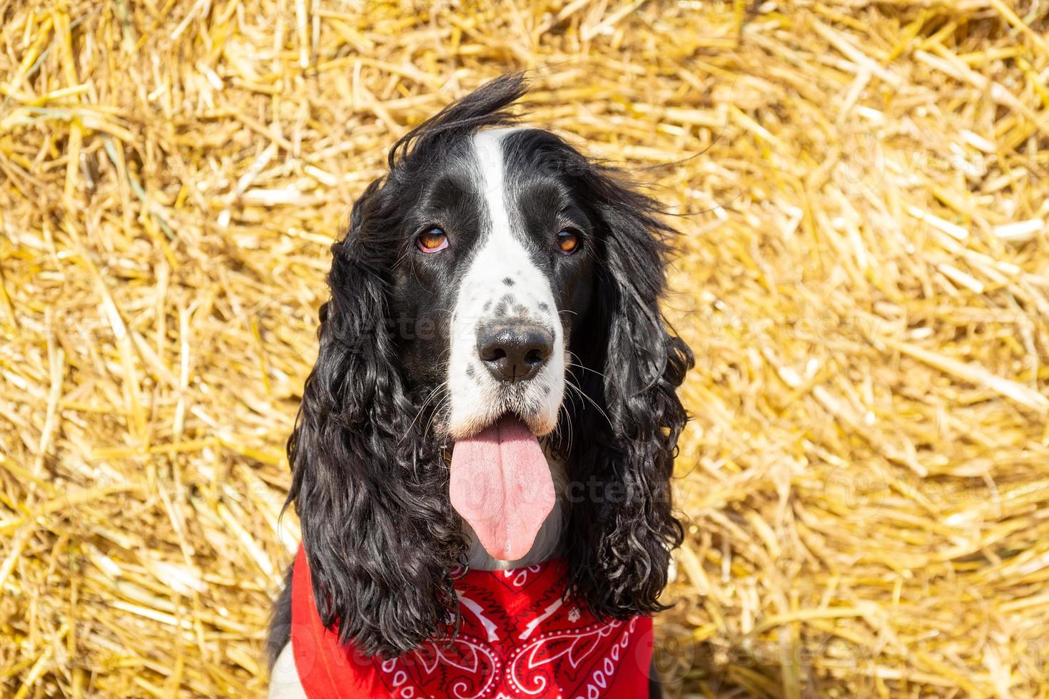 dog have haystack photo