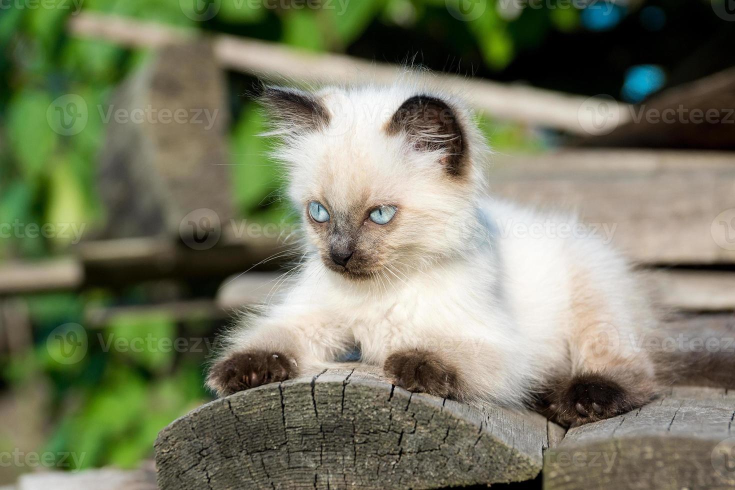 Kitten on the board photo