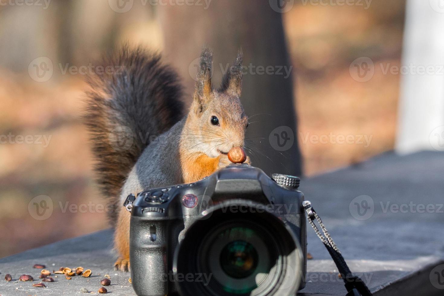 Squirrel photographs on the camera photo