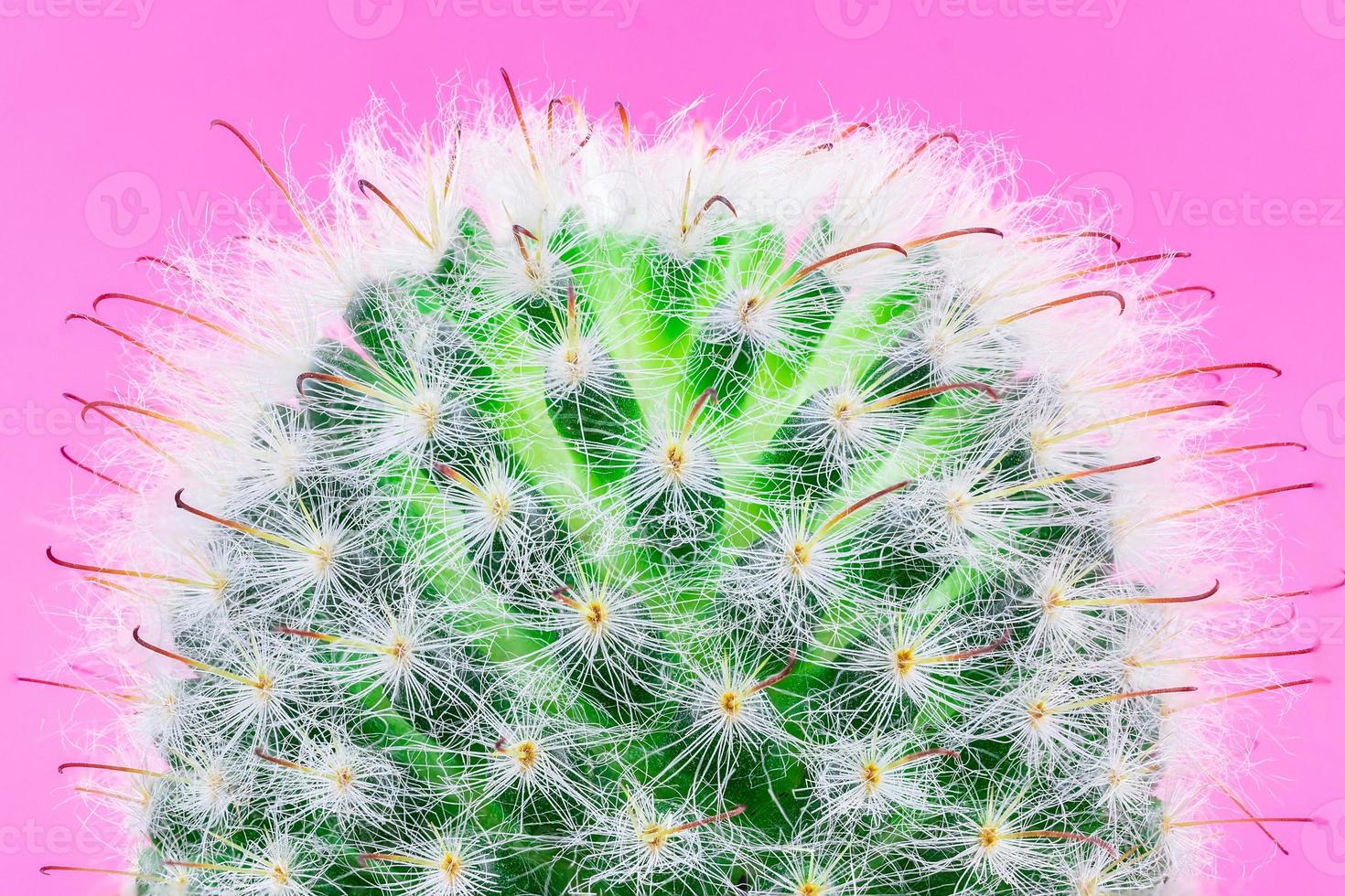 Cactus on a pink background photo