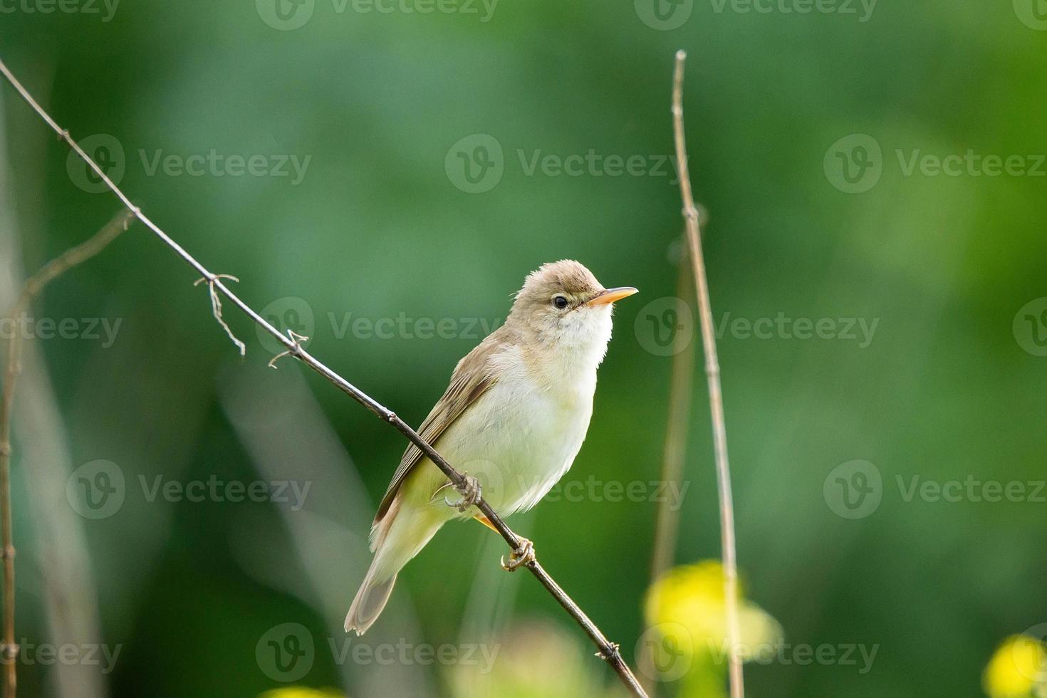 reed on a branch photo