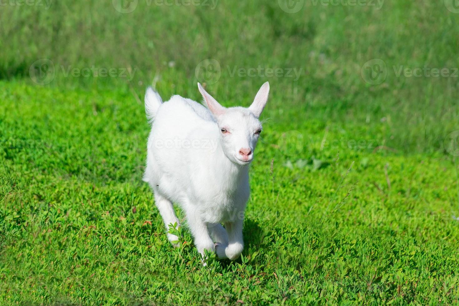 cabra en un campo de trigo foto