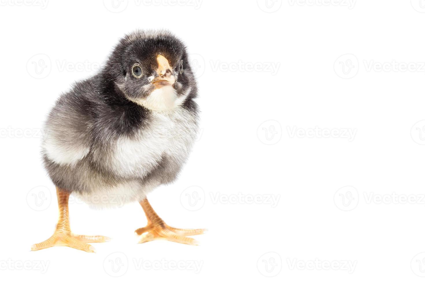 Chicken on white background photo