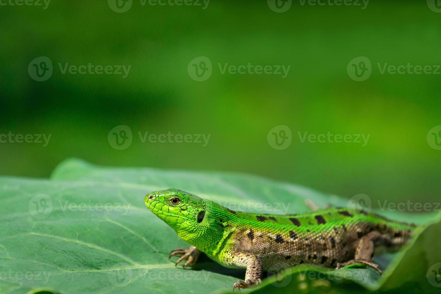 Green lizard in the grass photo