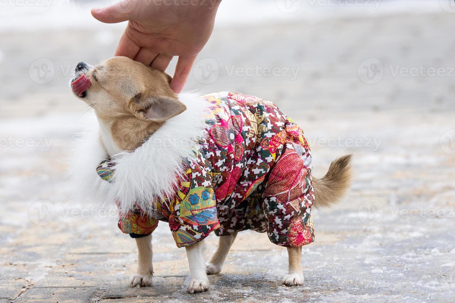 Chihuahua suit in winter photo