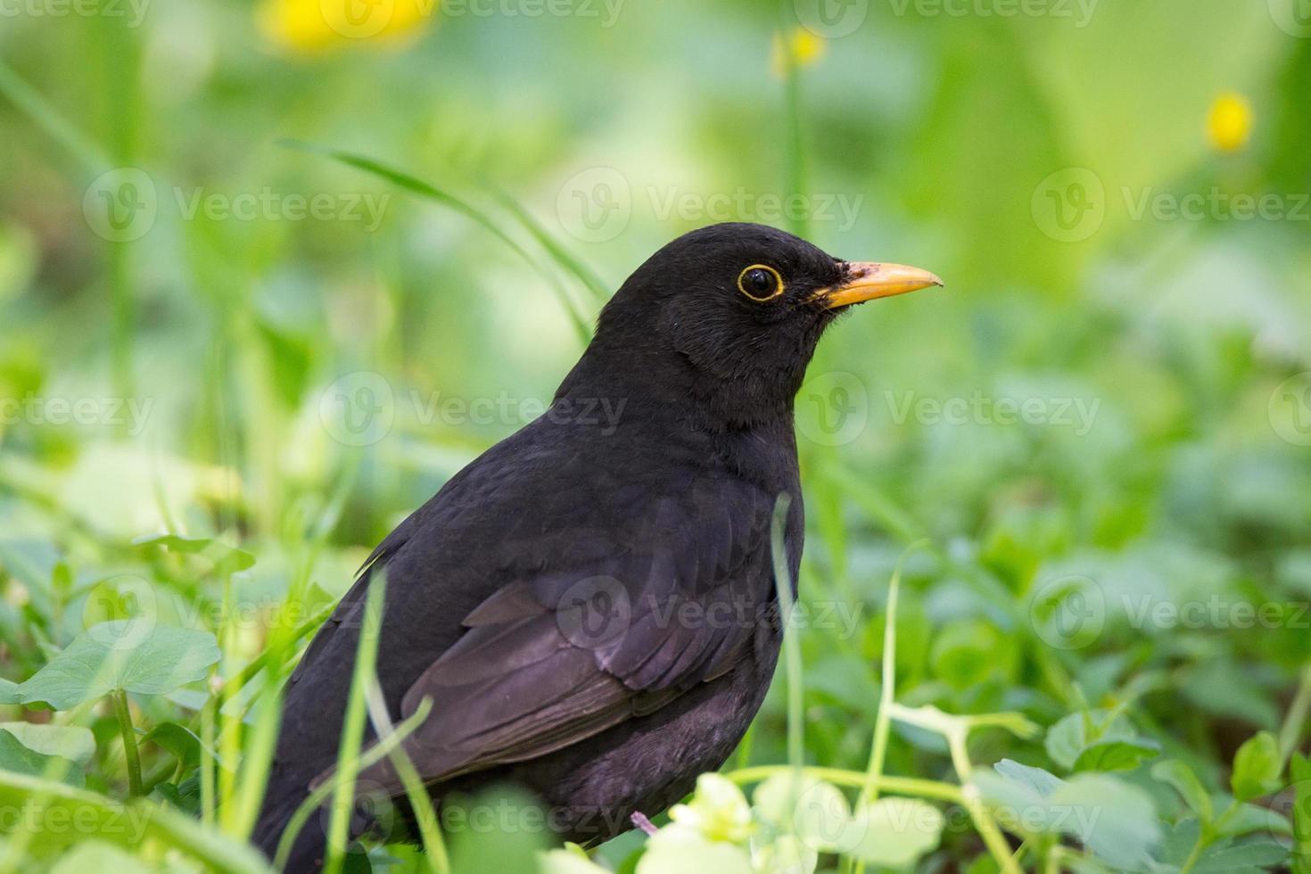 Turdus merula on the grass photo