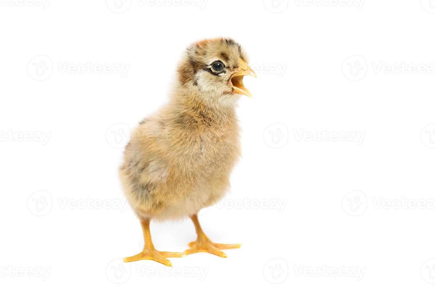 Chicken on white background photo