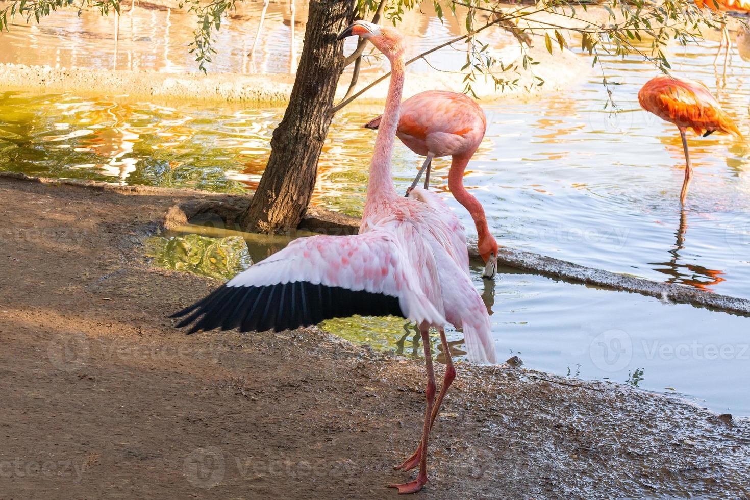 flamencos en el agua foto