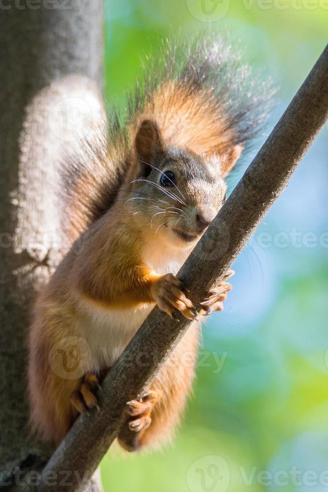 squirrel on a branch photo