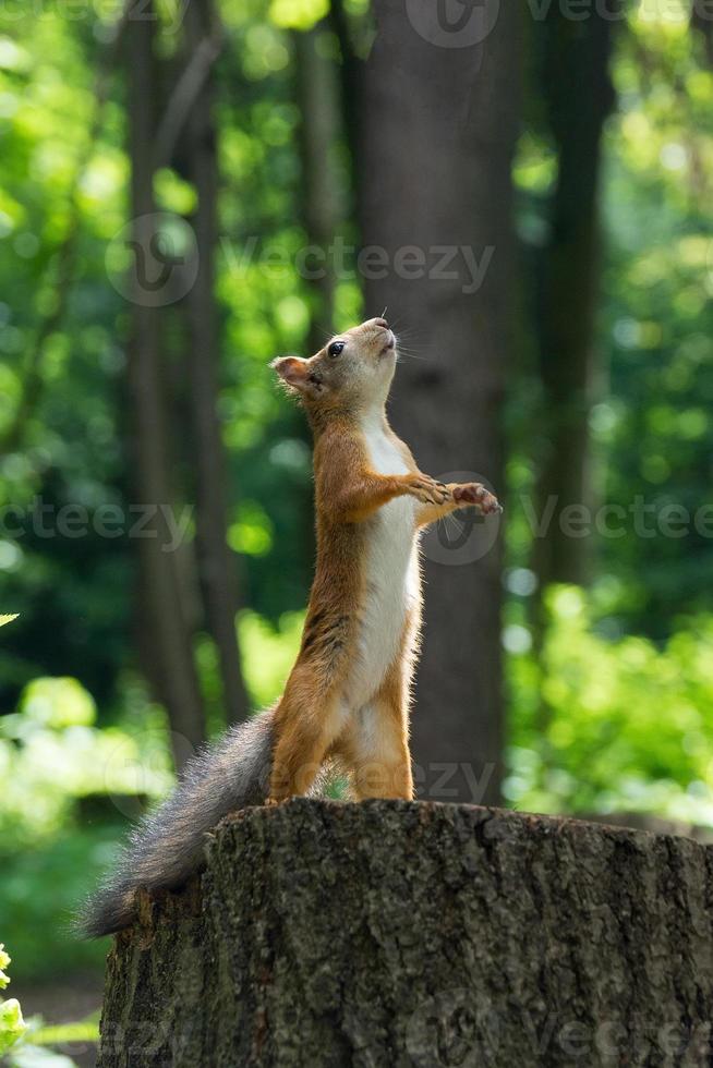 Squirrel stands on its hind legs photo