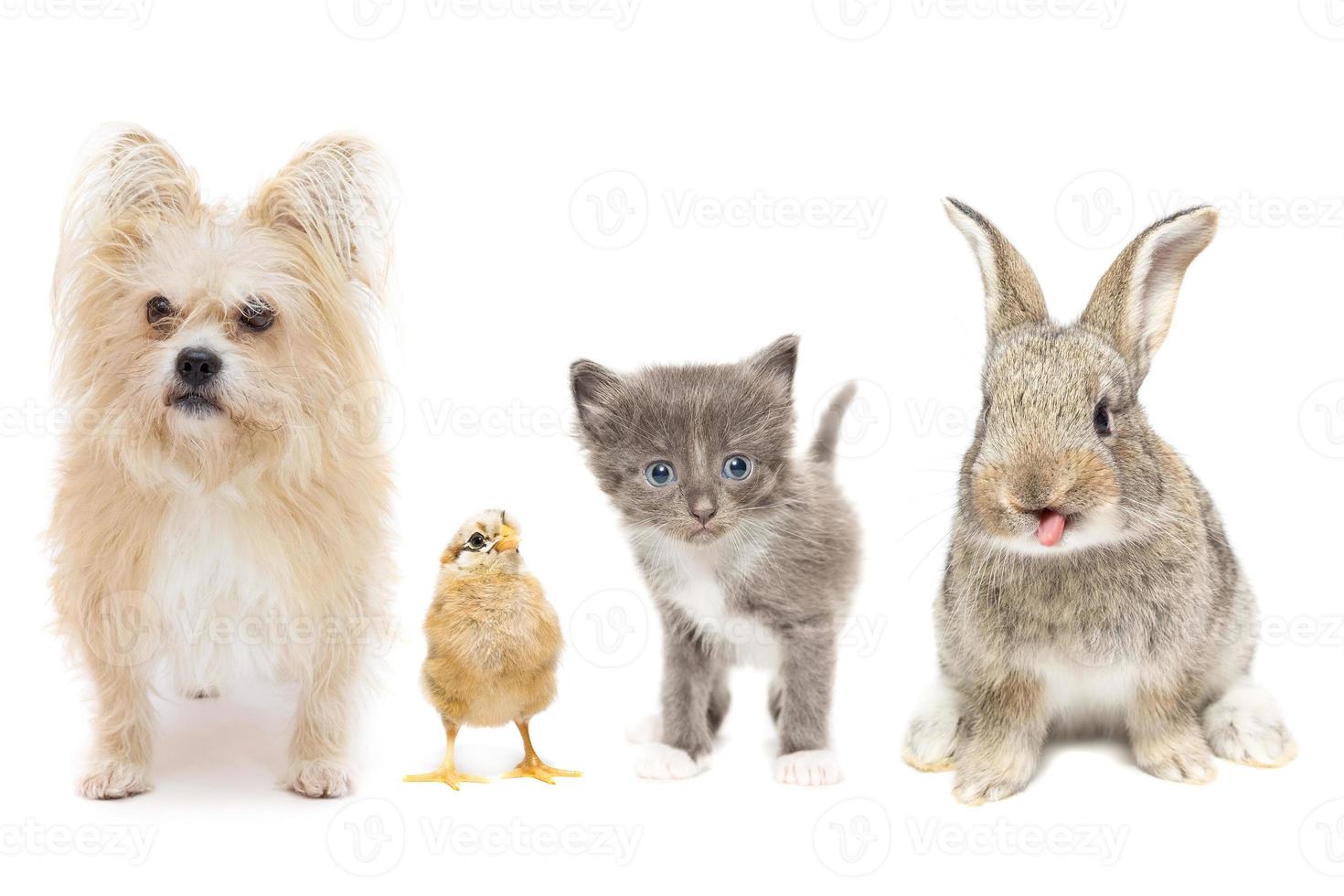 Animals on a white background photo