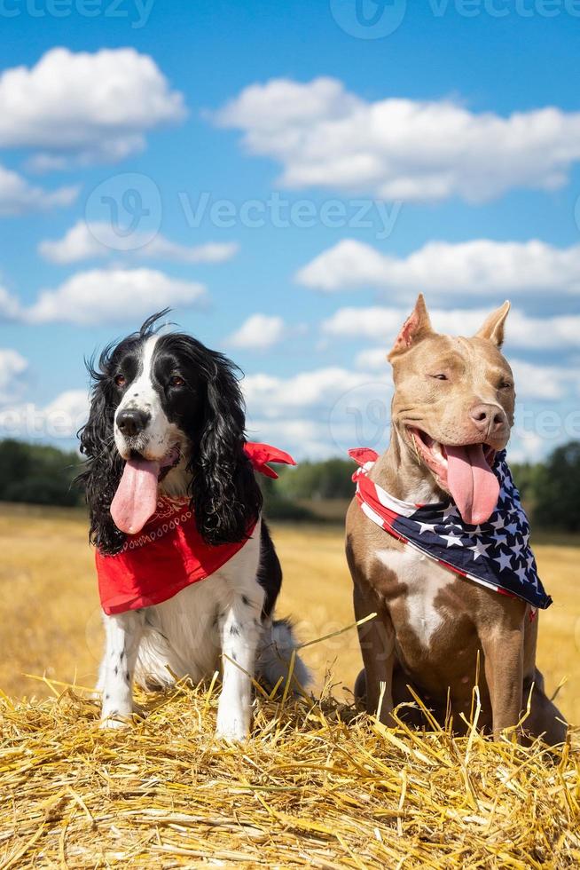 two dogs at a haystack photo