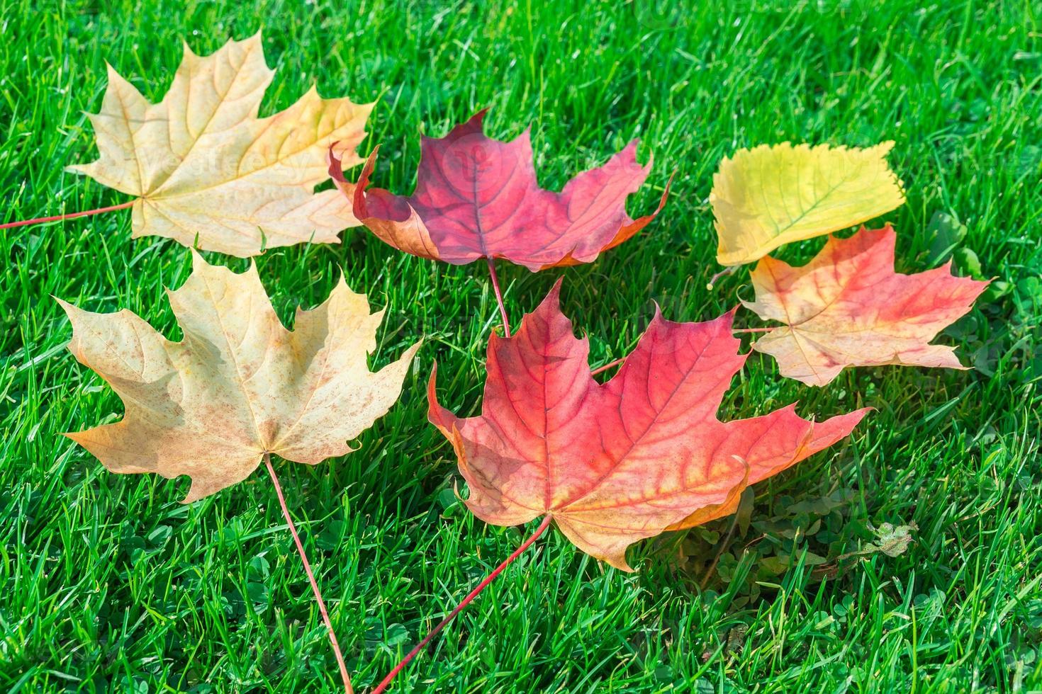 Autumn leaf maple on green grass photo