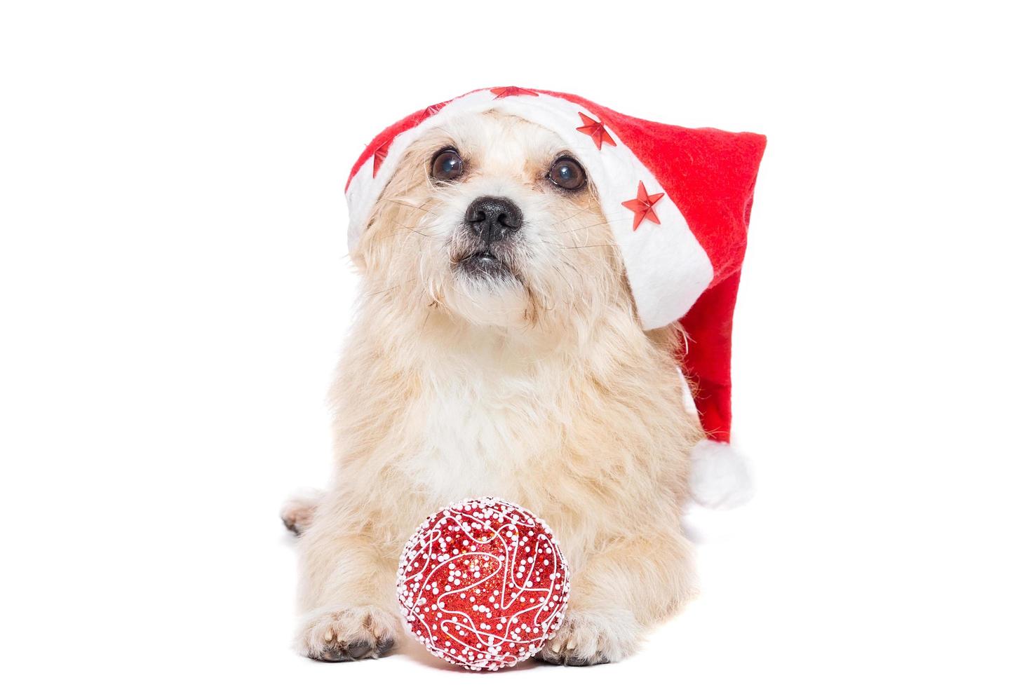 perro con un árbol de navidad de juguete foto