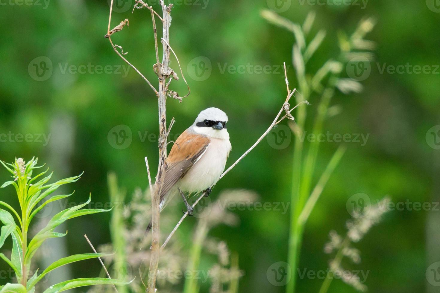 crook on a branch photo