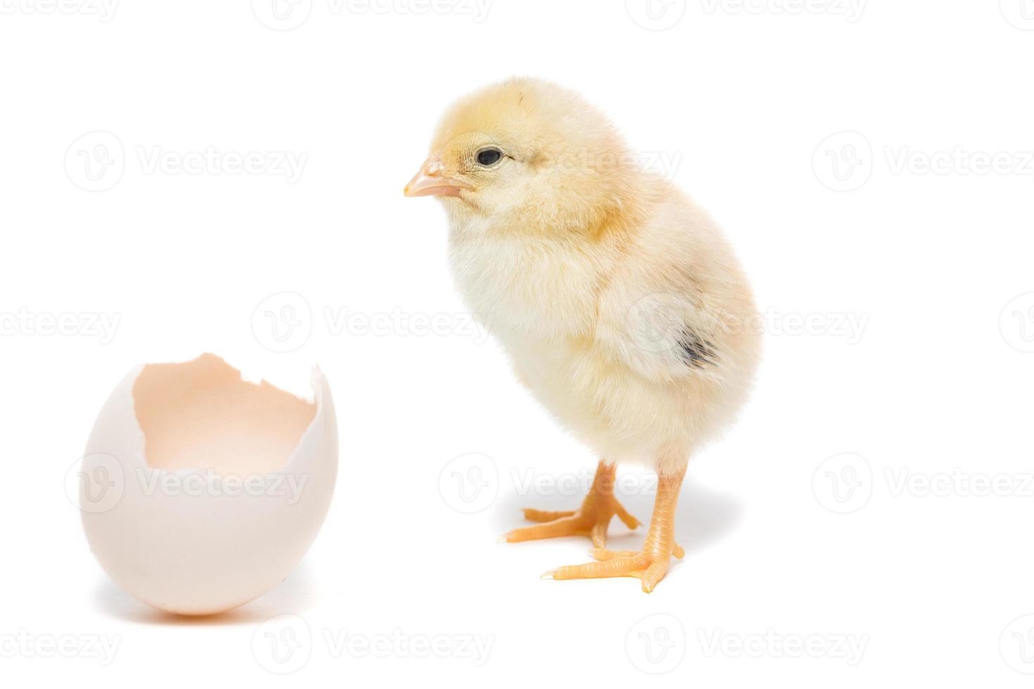 Chicken hatched from the shell photo