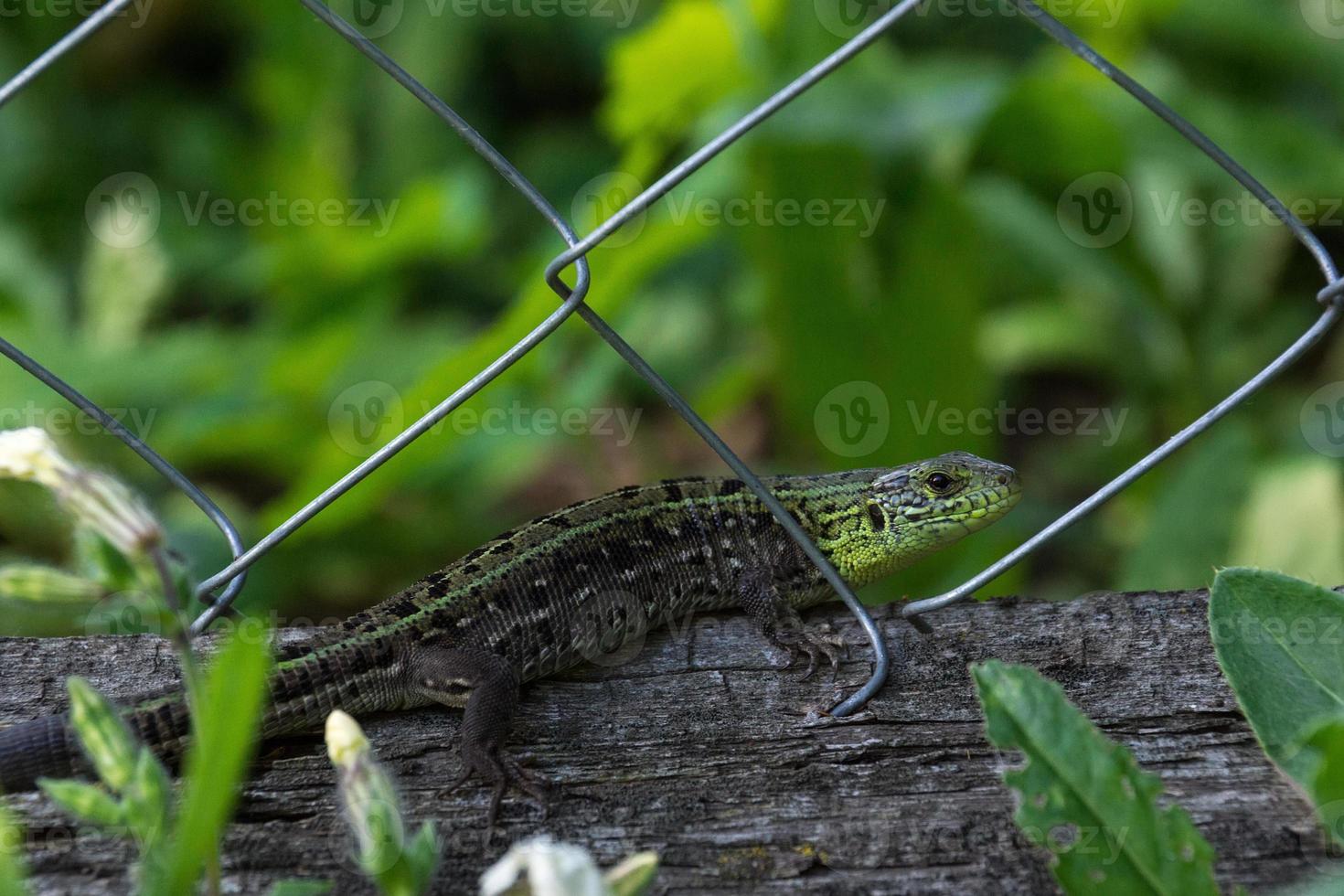 Green lizard on a log photo