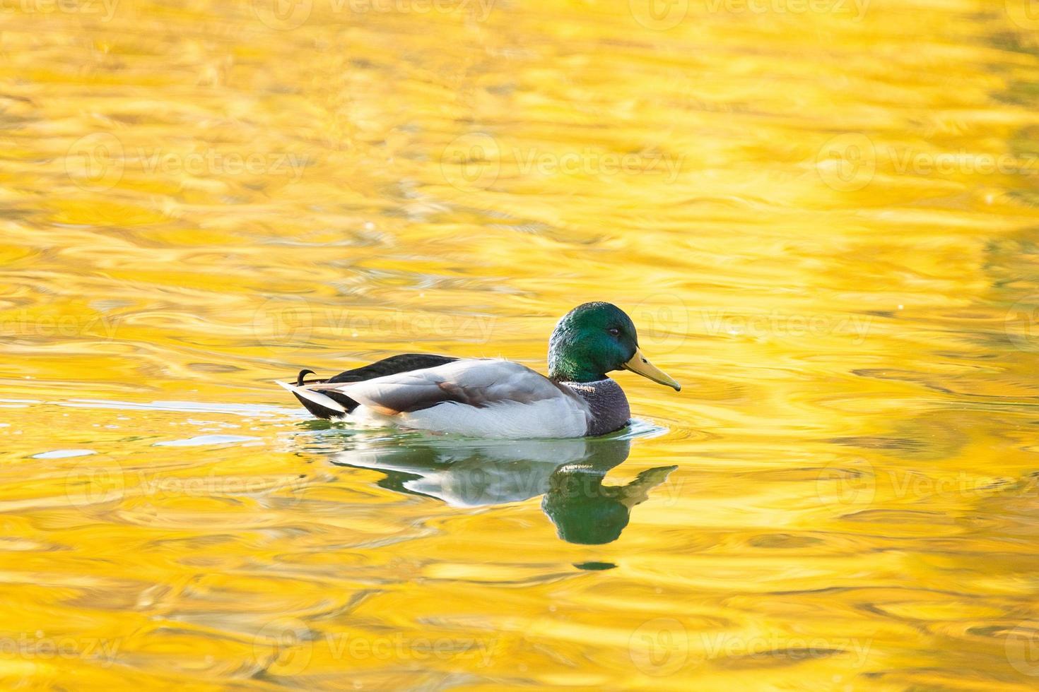 Duck in autumn pond photo