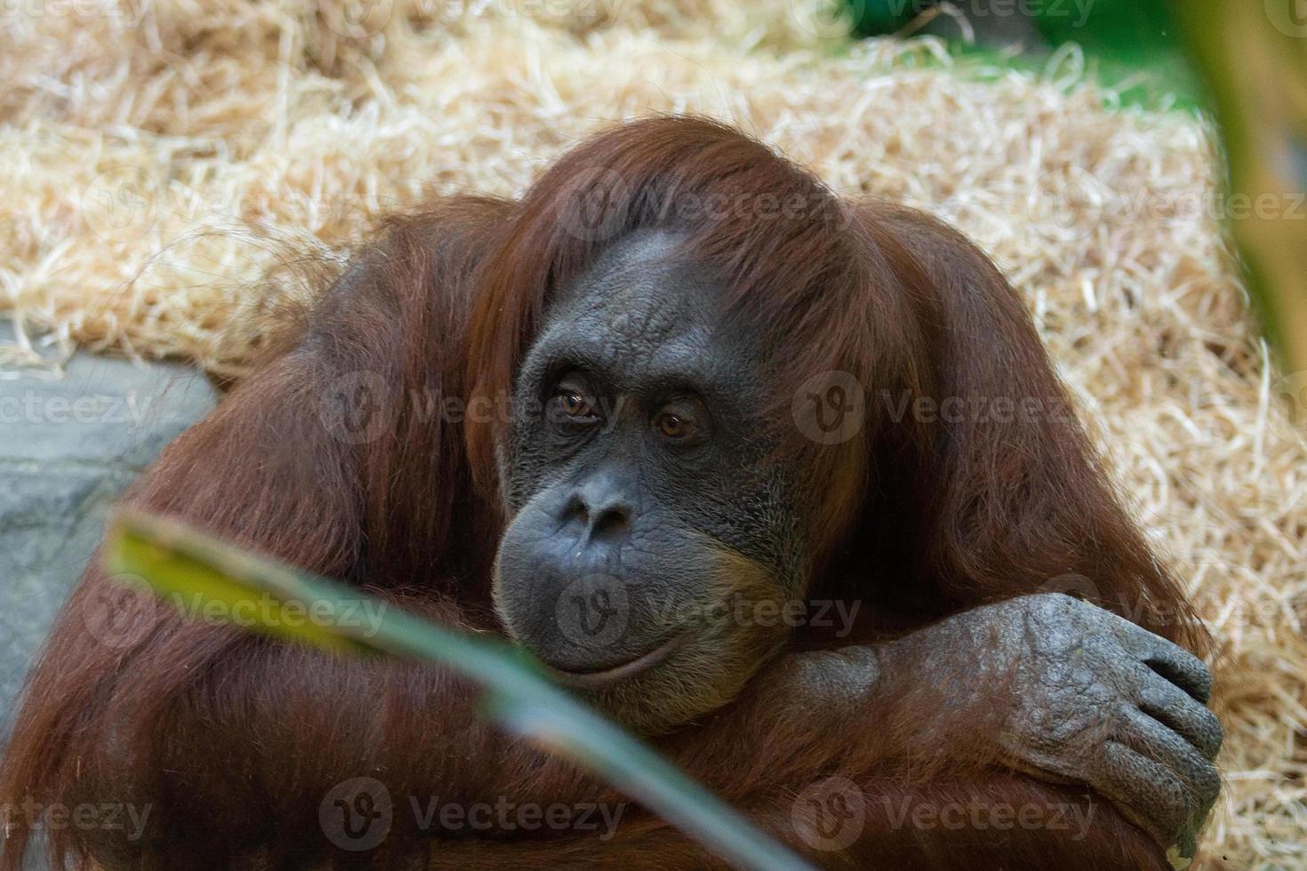 orangutan at the zoo photo