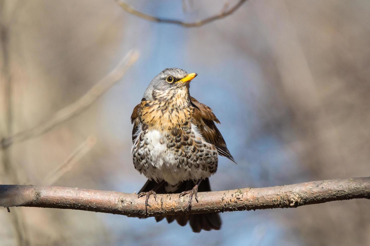 Turdus pilaris en una rama foto