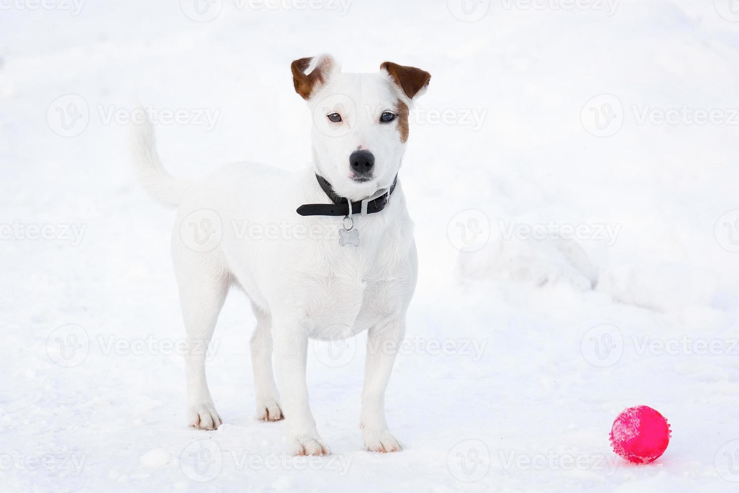 Jack Russell Terrier foto