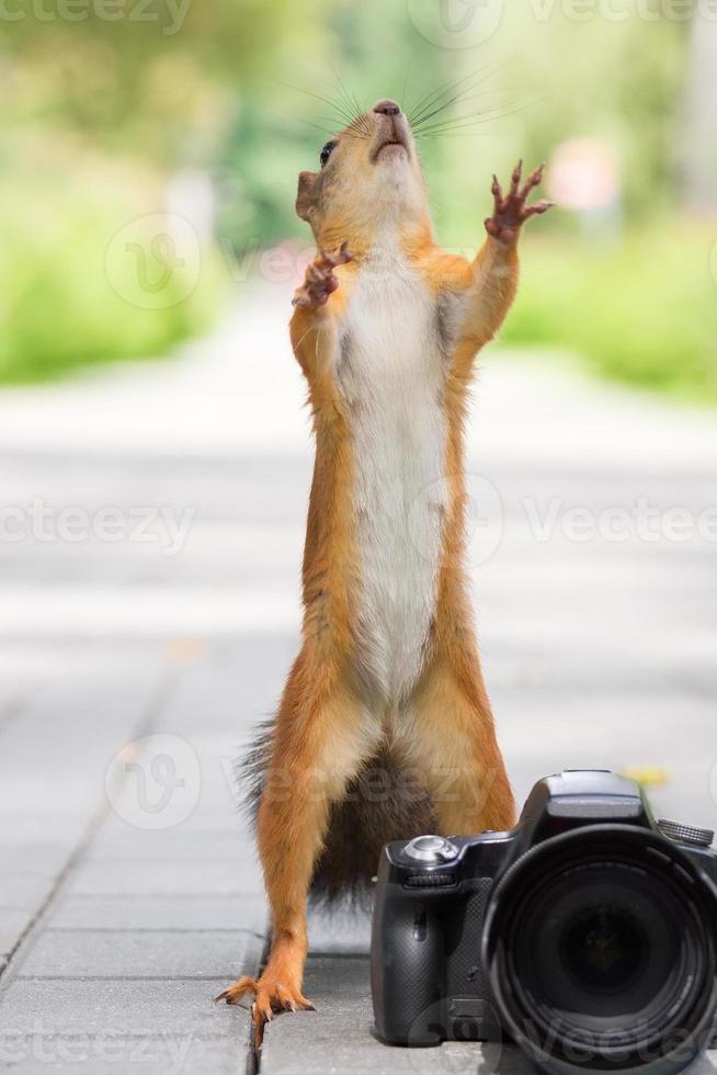 Squirrel and camera photo