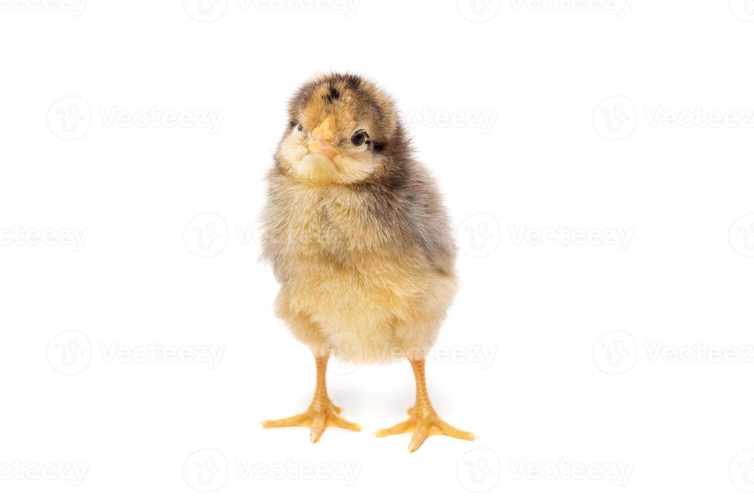 Chicken on white background photo