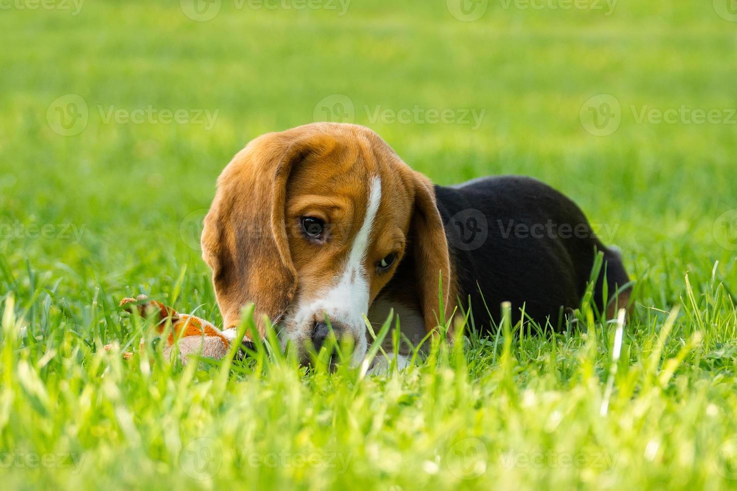 Dog beagle on the grass photo