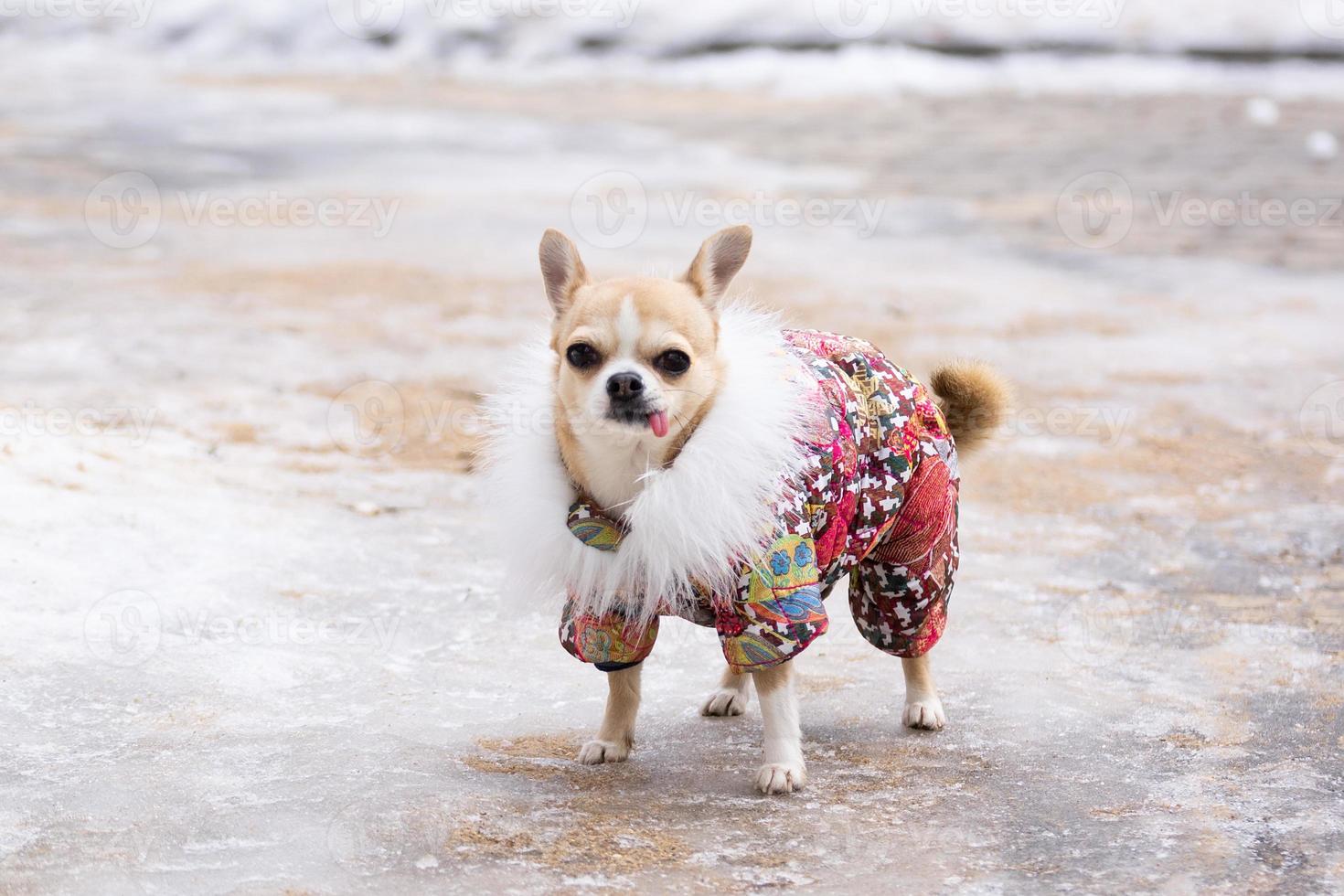 Chihuahua suit in winter photo