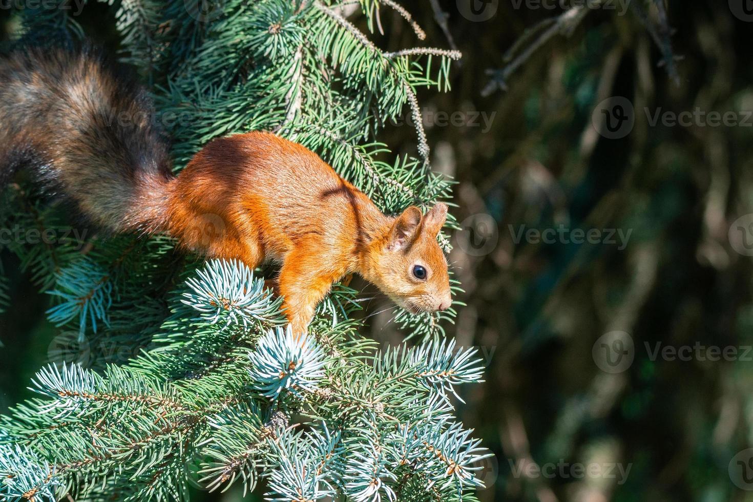 squirrel on the tree photo