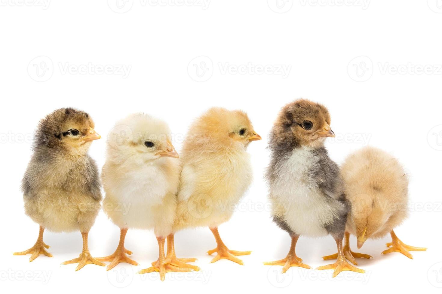 Five chickens on white background photo