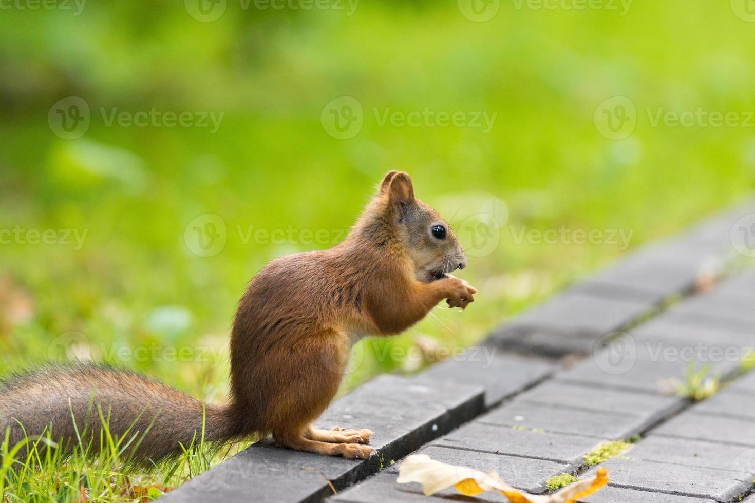 Squirrel on the grass photo