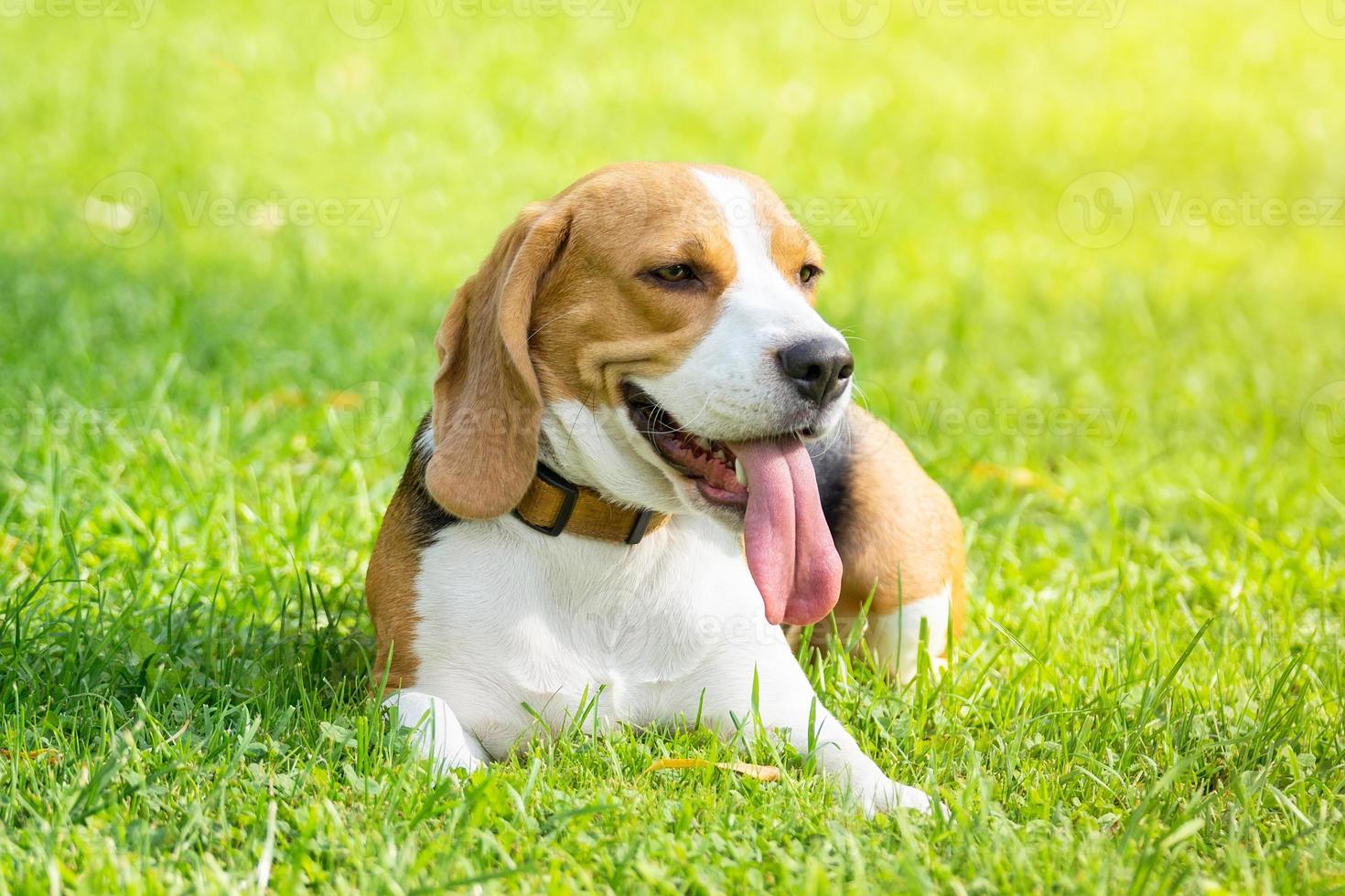 Dog beagle on the grass photo