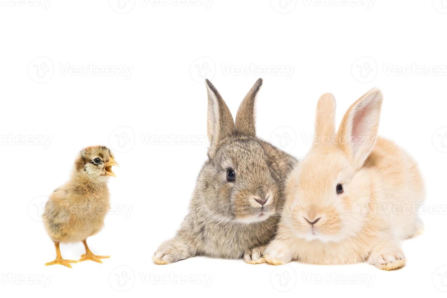 Bunny and chicken photo