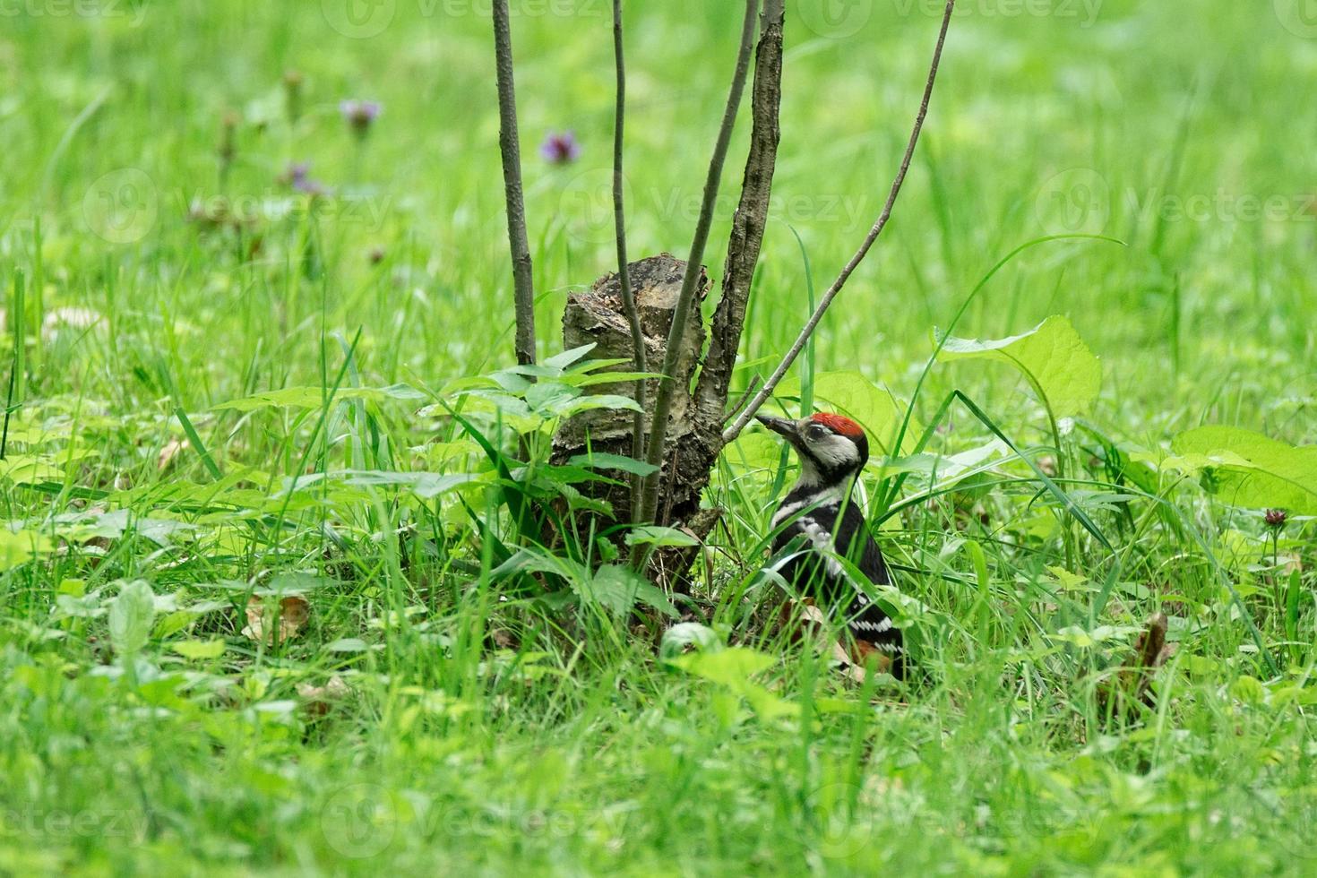 Woodpecker with hemp photo