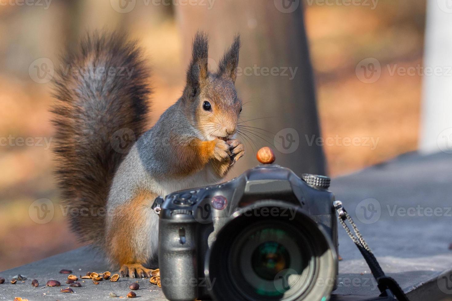 Squirrel photographs on the camera photo