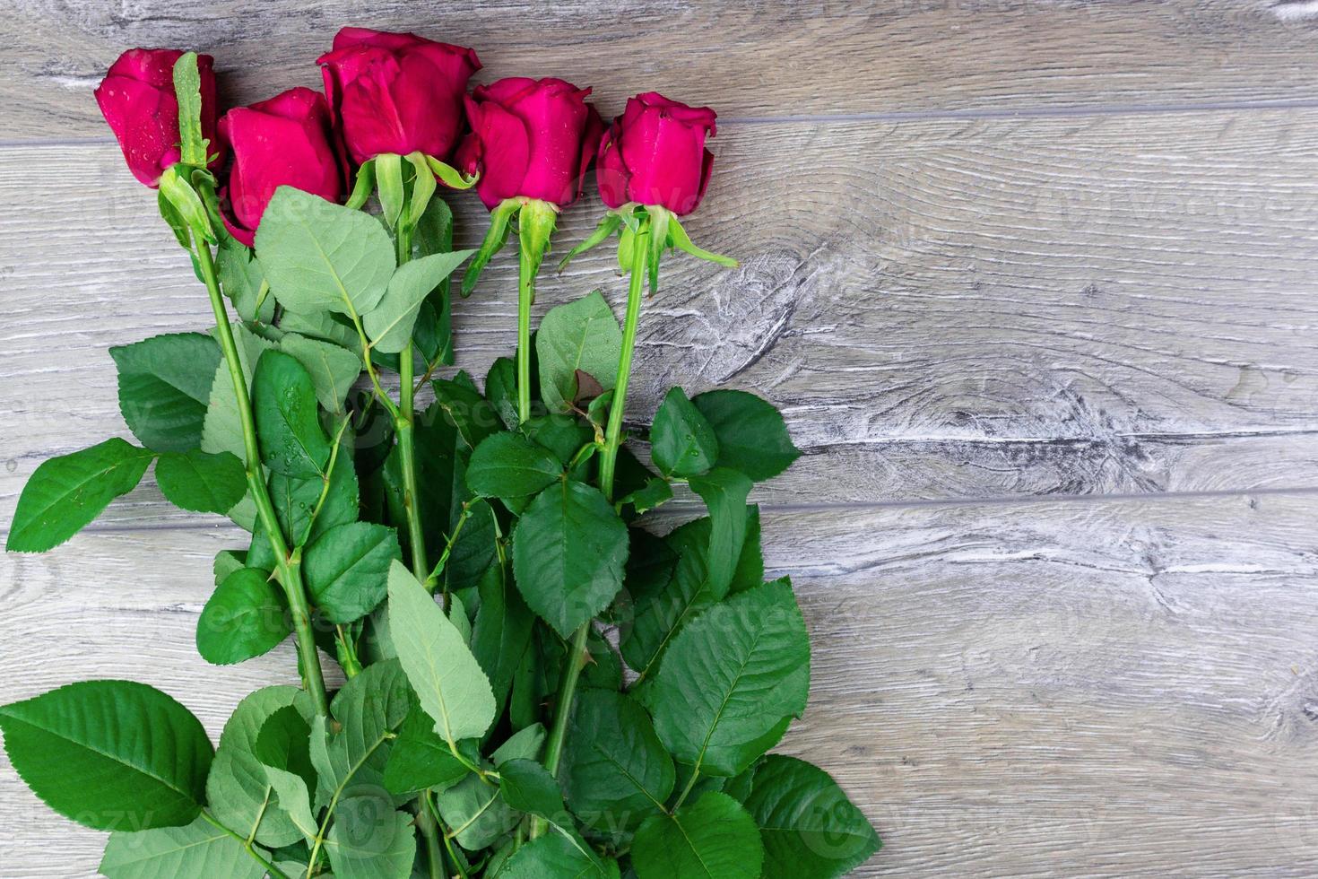 red rose bush photo