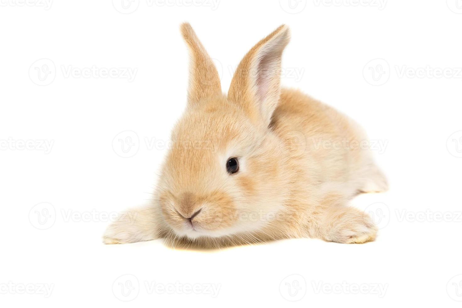 rabbit on a white background photo