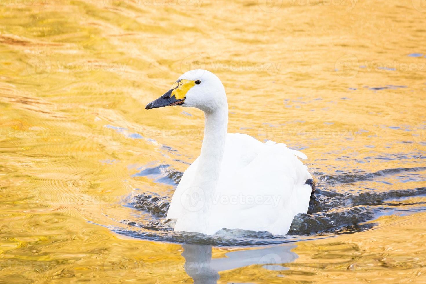 Swan sunset pond photo