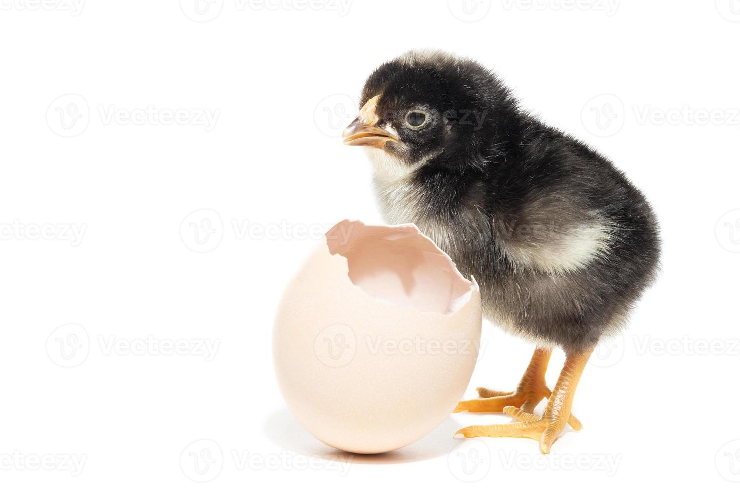 Chicken hatched from the shell photo