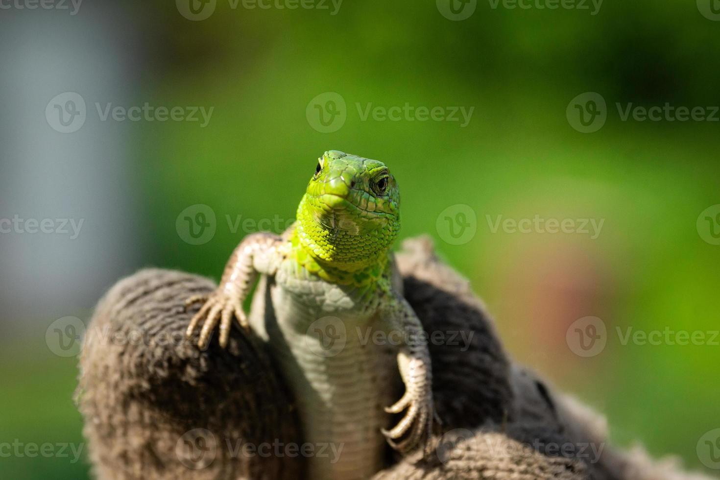 Green lizard in the grass photo