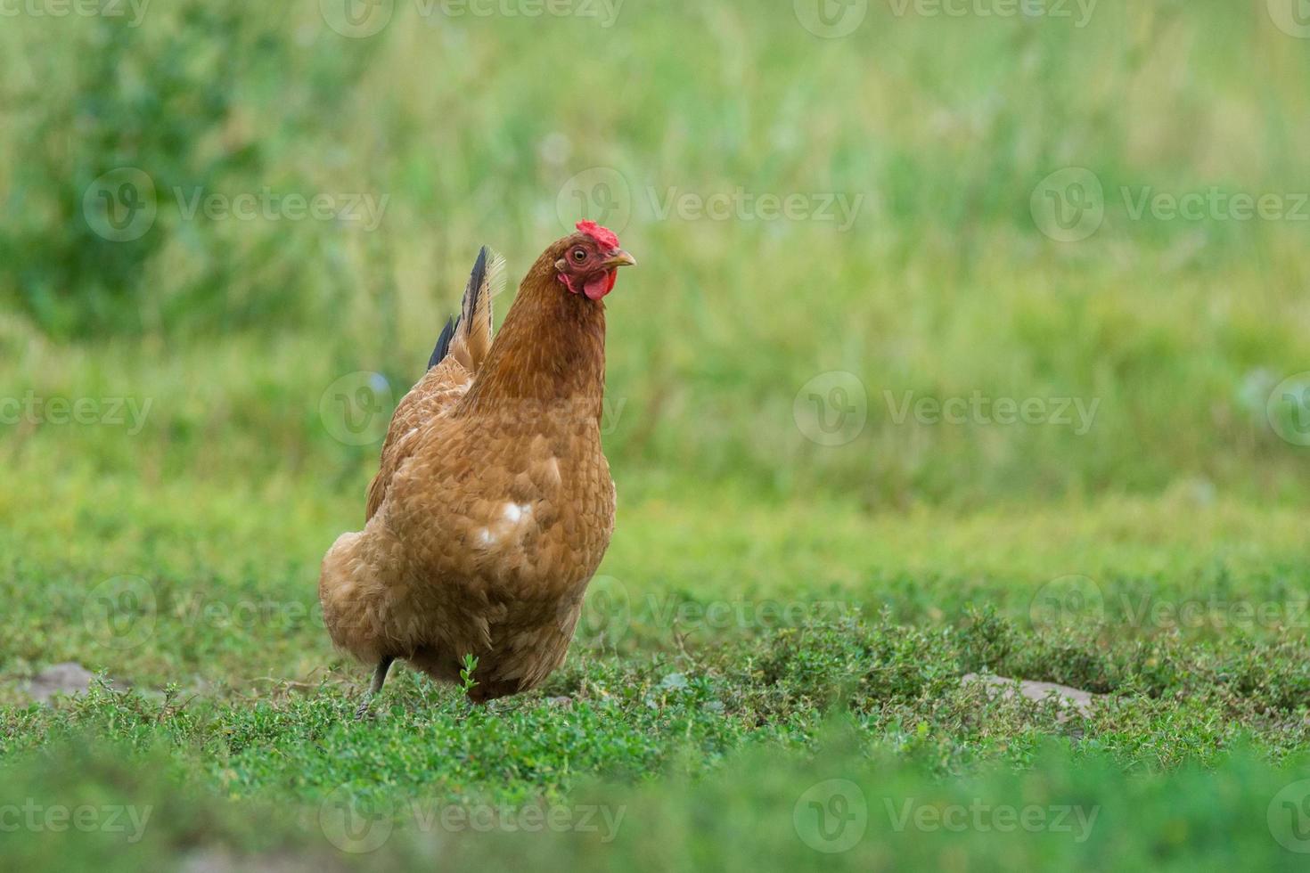 The chicken runs on the grass photo